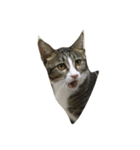 保護猫カフェ出身猫たびちゃん（個別スタンプ：7）