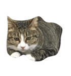 保護猫カフェ出身猫たびちゃん（個別スタンプ：8）