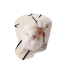 にゃんころべ（個別スタンプ：4）
