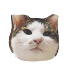 ナカムラねこ（個別スタンプ：1）