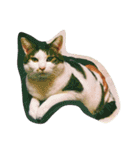 ナカムラねこ（個別スタンプ：3）