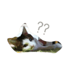 ナカムラねこ（個別スタンプ：5）
