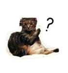 ナカムラねこ（個別スタンプ：6）