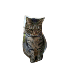 ナカムラねこ（個別スタンプ：10）