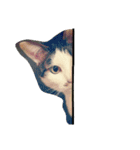 ナカムラねこ（個別スタンプ：11）