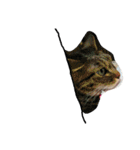 ナカムラねこ（個別スタンプ：12）