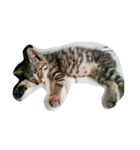 ナカムラねこ（個別スタンプ：16）