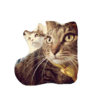 ナカムラねこ（個別スタンプ：19）