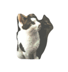 ナカムラねこ（個別スタンプ：21）