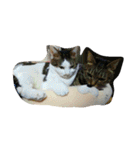 ナカムラねこ（個別スタンプ：22）