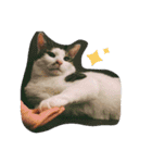ナカムラねこ（個別スタンプ：23）