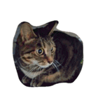 ナカムラねこ（個別スタンプ：24）