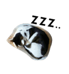 ナカムラねこ（個別スタンプ：27）