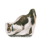 ナカムラねこ（個別スタンプ：30）