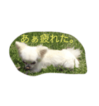 ひよわなてんちゃんのえにっき（個別スタンプ：2）