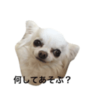 ひよわなてんちゃんのえにっき（個別スタンプ：3）