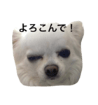 ひよわなてんちゃんのえにっき（個別スタンプ：6）