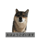 柴犬あずきと花の雑なスタンプ（個別スタンプ：1）