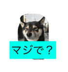 柴犬あずきと花の雑なスタンプ（個別スタンプ：2）