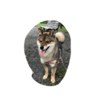 柴犬あずきと花の雑なスタンプ（個別スタンプ：4）