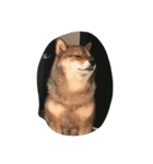 柴犬あずきと花の雑なスタンプ（個別スタンプ：5）