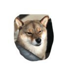 柴犬あずきと花の雑なスタンプ（個別スタンプ：6）