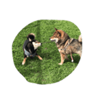 柴犬あずきと花の雑なスタンプ（個別スタンプ：7）