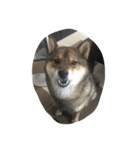 柴犬あずきと花の雑なスタンプ（個別スタンプ：8）