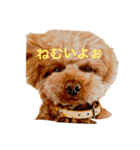 トイプーえーきち（個別スタンプ：1）