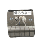 ①ちろるだらけ。（個別スタンプ：1）