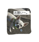 ①ちろるだらけ。（個別スタンプ：5）