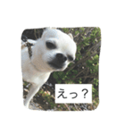 ①ちろるだらけ。（個別スタンプ：6）