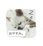 ①ちろるだらけ。（個別スタンプ：7）
