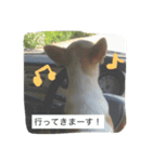①ちろるだらけ。（個別スタンプ：8）