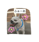 ①ちろるだらけ。（個別スタンプ：9）