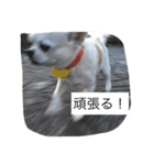 ①ちろるだらけ。（個別スタンプ：10）