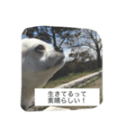 ①ちろるだらけ。（個別スタンプ：11）