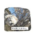 ①ちろるだらけ。（個別スタンプ：12）