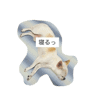 ①ちろるだらけ。（個別スタンプ：15）
