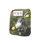①ちろるだらけ。（個別スタンプ：16）