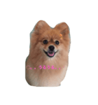 ポメラニアンのことば（個別スタンプ：1）