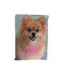 ポメラニアンのことば（個別スタンプ：5）