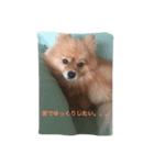 ポメラニアンのことば（個別スタンプ：6）