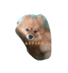 ポメラニアンのことば（個別スタンプ：8）