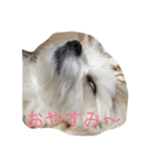 愛犬コロネロ（個別スタンプ：2）