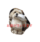 愛犬コロネロ（個別スタンプ：3）