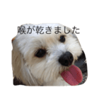 愛犬コロネロ（個別スタンプ：4）