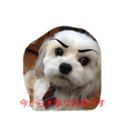 愛犬コロネロ（個別スタンプ：6）