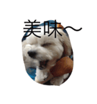 愛犬コロネロ（個別スタンプ：7）