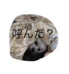 愛犬コロネロ（個別スタンプ：8）